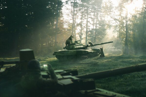 Osos en un bosque de pinos en un tanque