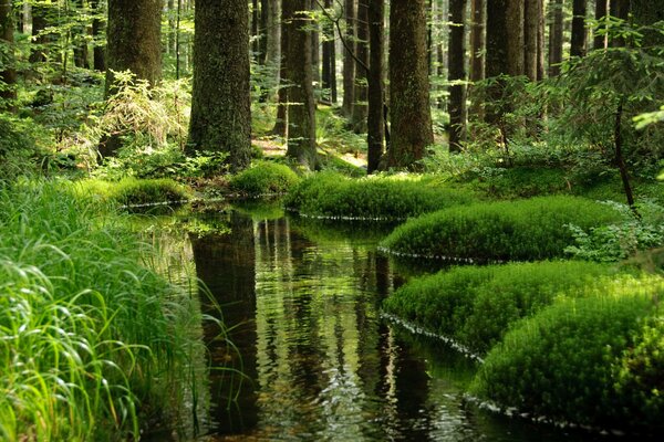 A stream in a green forest