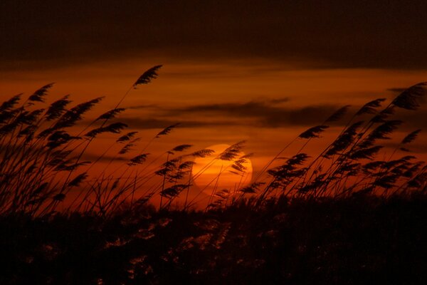 Es ist gruselig, wenn der Abend untergeht, die Sonne untergeht, das Schilf rauscht