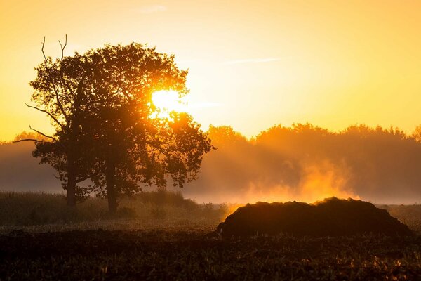 Al amanecer en un campo de madera y niebla