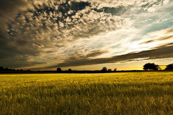 Böhmischer Sonnenuntergang über dem goldenen Feld