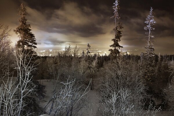 Frostige Nacht und Bäume sind mit Frost bedeckt