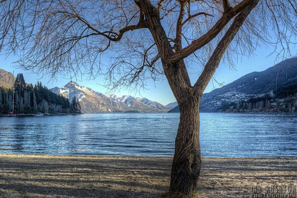 Paisaje de montaña con lago y árbol