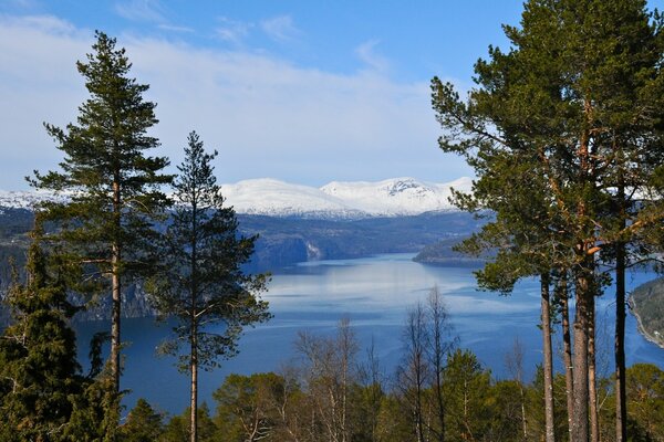 Sosny wśród pokrytych śniegiem norweskich fiordów