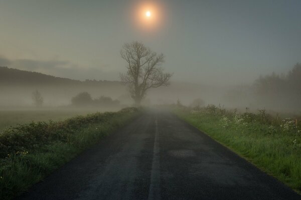 A lonely tree by an empty road