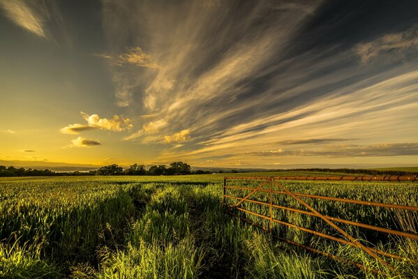 Summer field in the village with a fence