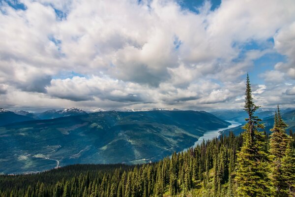 Une vallée de pins envoûtante à travers les nuages