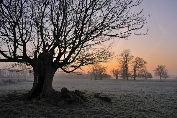 A tree growing in a field in the fog