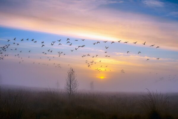 Aves migratorias en el fondo de un cielo otoñal brumoso