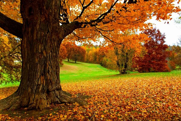 Herbstlicher bunter gelber Wald