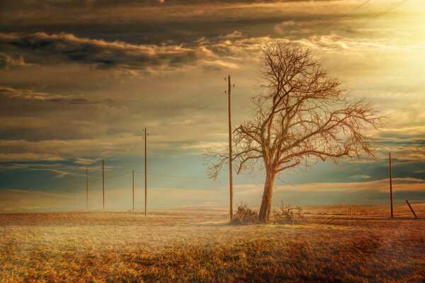 Albero nudo vicino alla strada della steppa