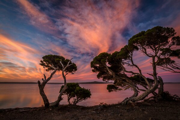 Alberi danzanti sotto il cielo serale