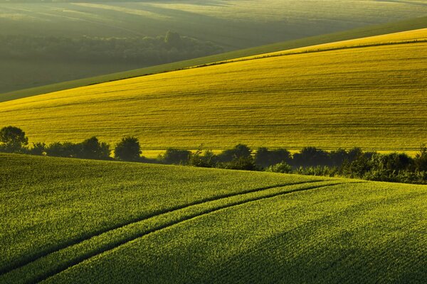 Sommermorgen vor dem Hintergrund der Feldlandschaft