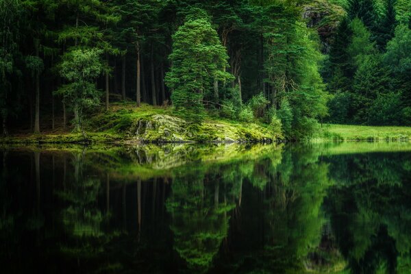 Ein sauberer See im grünen Wald