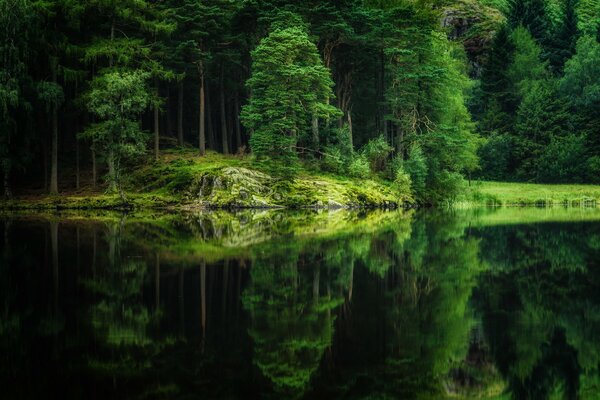 Чистое озеро в зеленом лесу