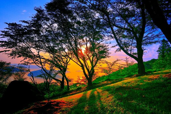 Nature sunset landscape trees