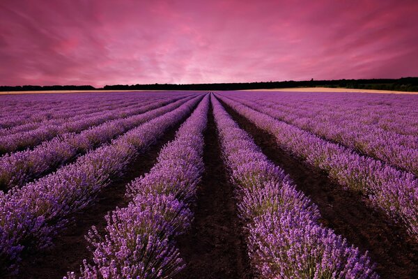 Champs de lavande sans fin au coucher du soleil