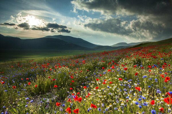 Das Blumenfeld ist nicht weit von den Bergen entfernt