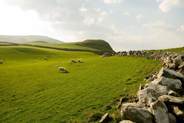 Wspaniałość Irlandii Północnej-Owce, trawa, niebo i kamienie