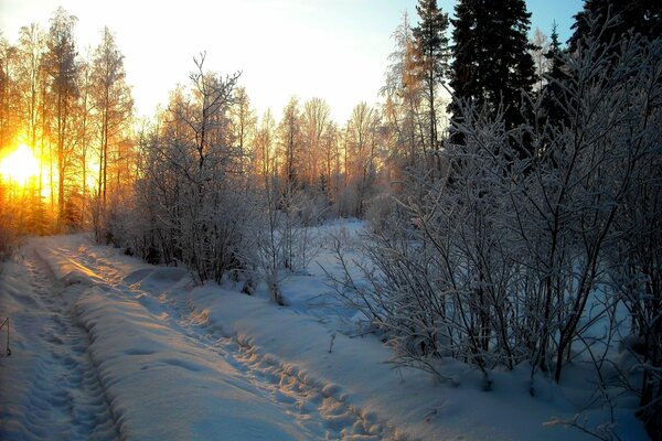 Dawn in the winter snow-covered forest