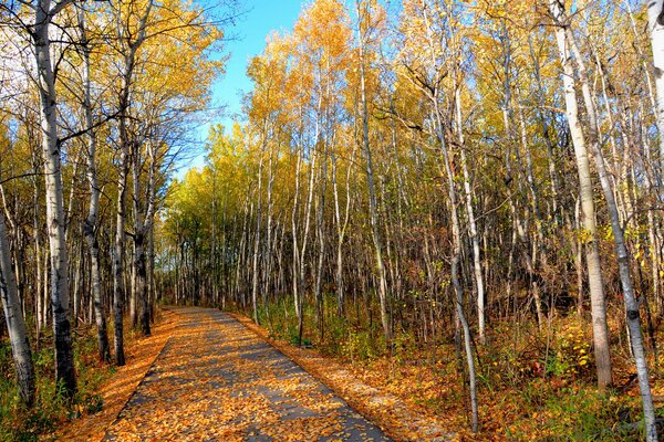 Parc d automne. Feuilles jaunes sur le bouleau