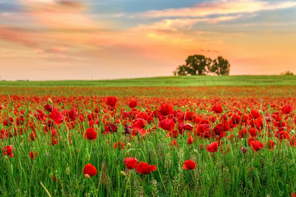 A poppy field and a lonely tree in the distance