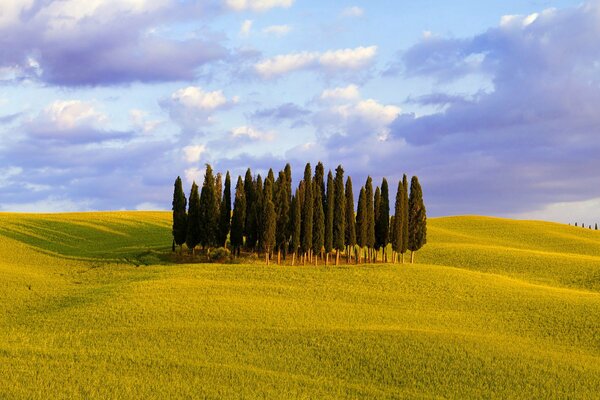 Trees grow on the green grass in the field