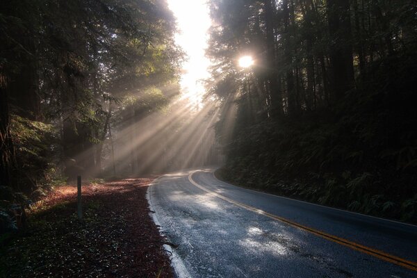 A road in a shady forest