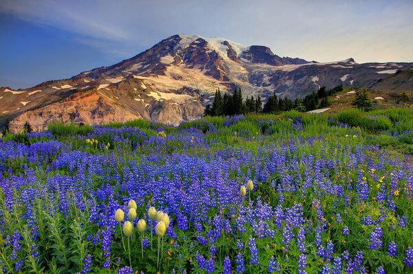 Snow in the mountains and everything is green in the meadow