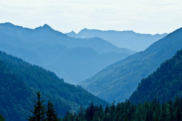 Paisaje de montaña con árboles fondo azul