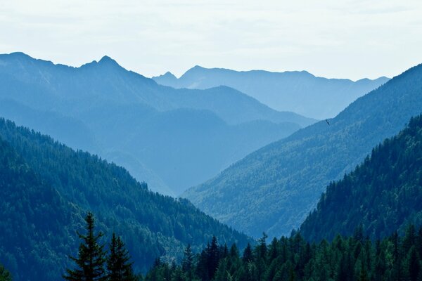 Paesaggio di montagna con sfondo blu alberi