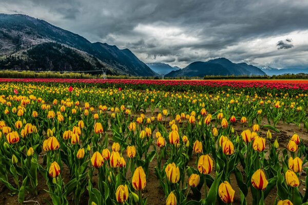 A bright field of tulips at the foot of the mountains