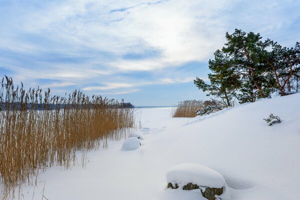 Roseau couvert de neige sur le rivage