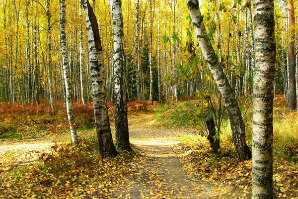 Sentier dans le bosquet de bouleaux à l automne