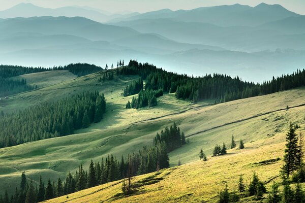 Fields and forests are the pride of the Ukrainian Carpathians