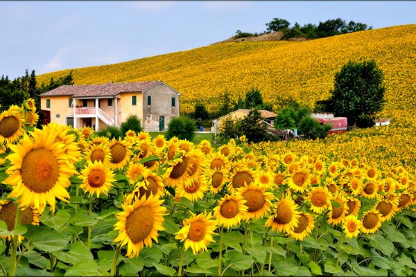 Valle dei grandi girasoli gialli