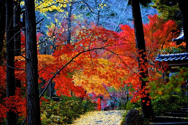 A path among red and yellow branches