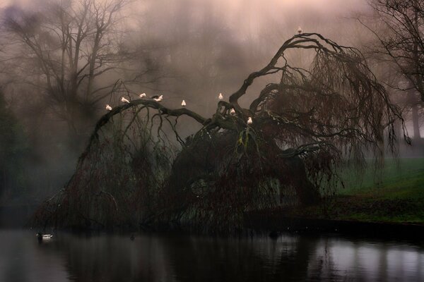 Pájaros en un árbol sobre un río, niebla, noche