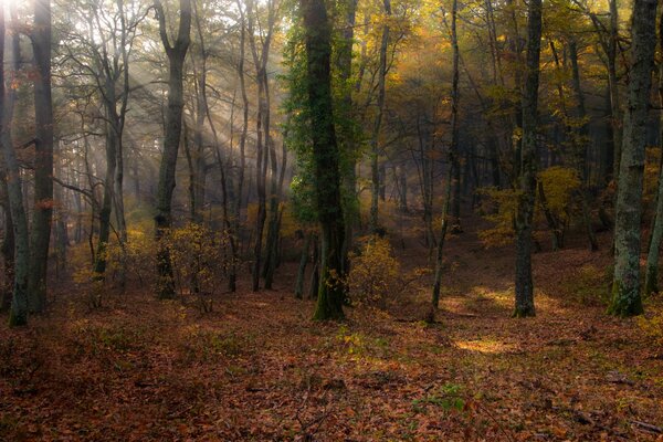 Forêt d automne de l Italie avec les rayons du soleil