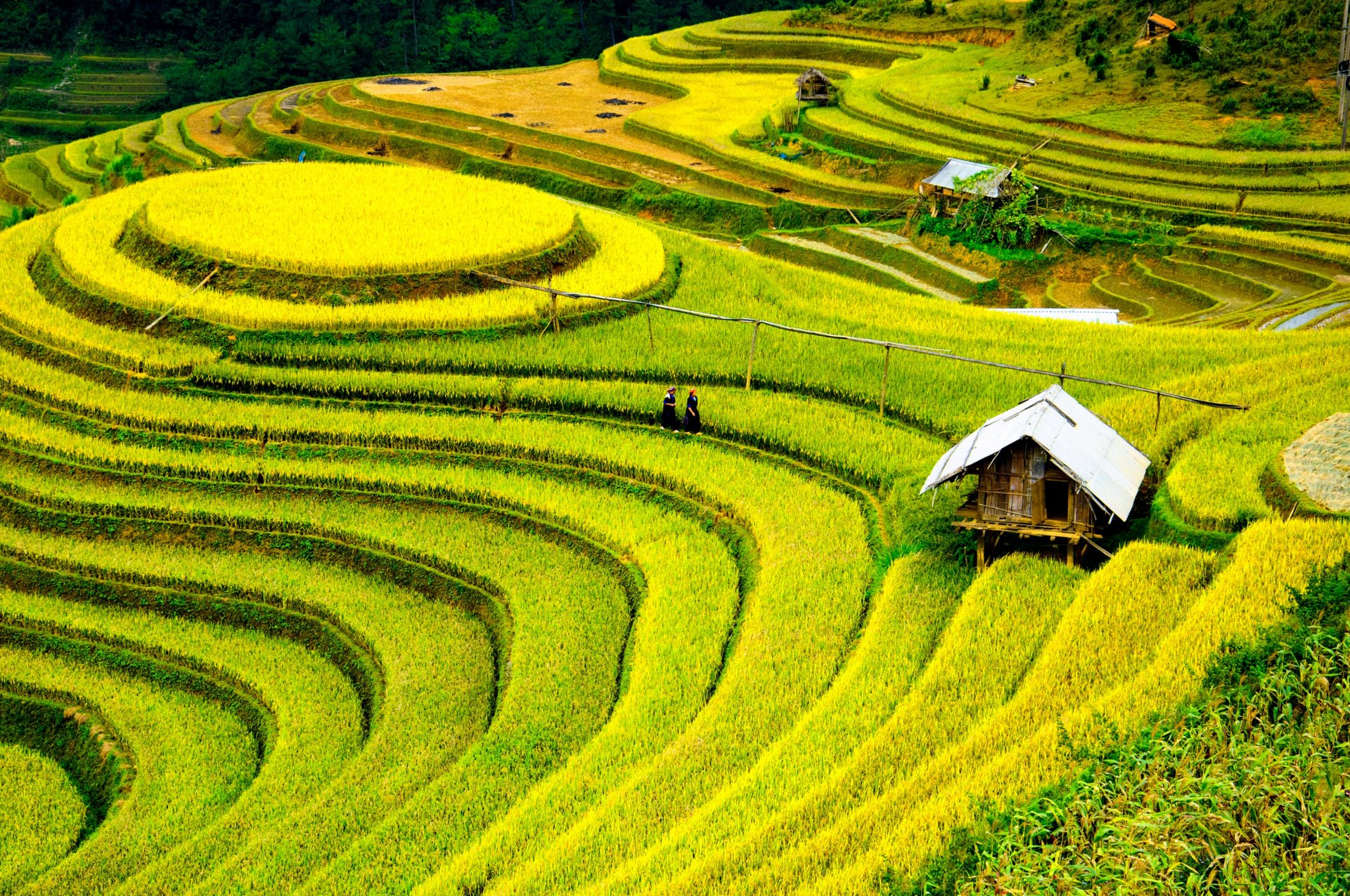 cina campo capanna persone