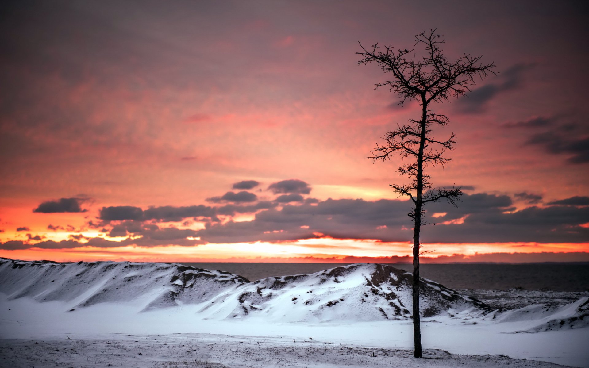 arbre coucher de soleil mer