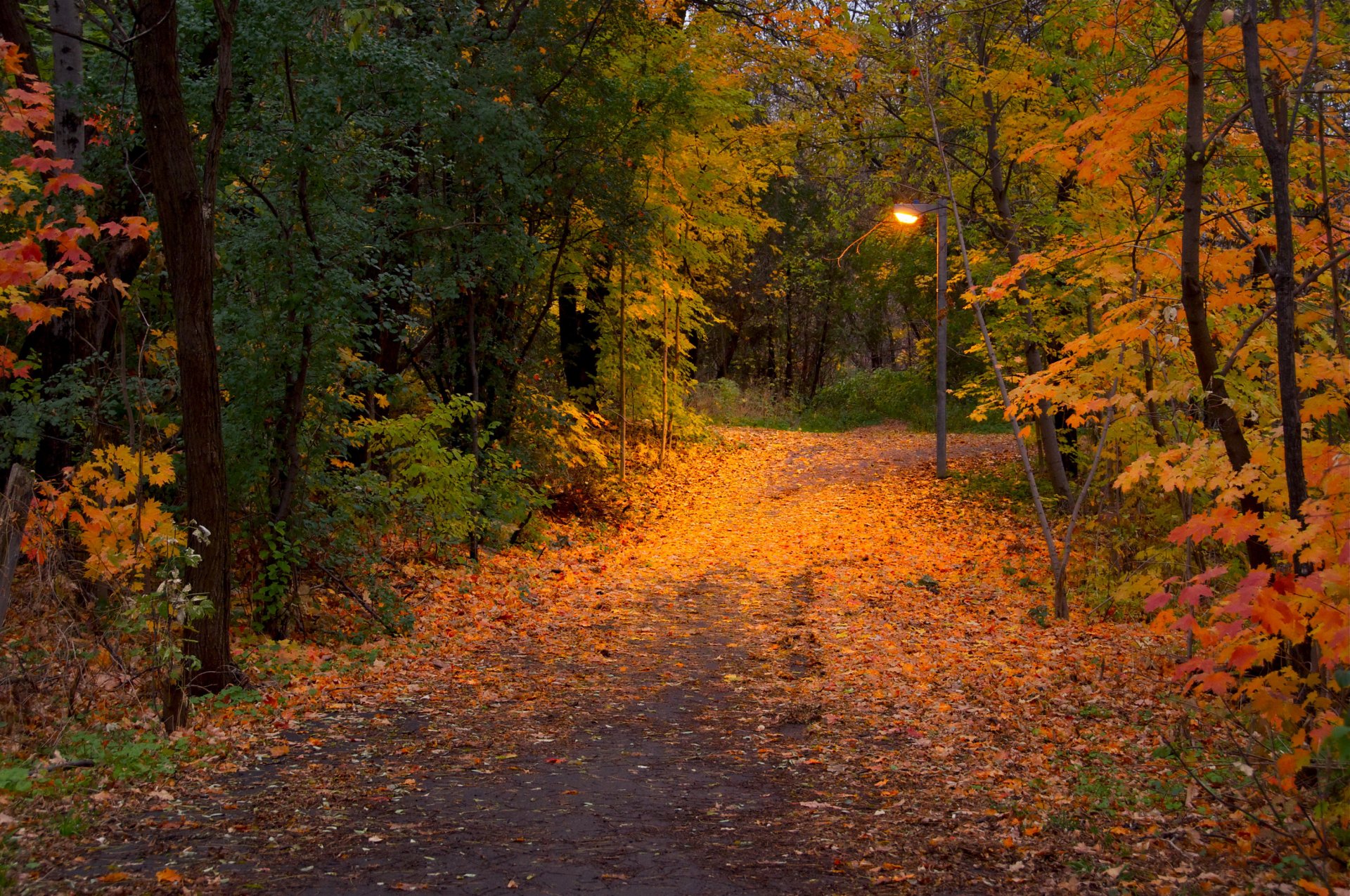 otoño parque sendero hojas árboles linterna naturaleza foto