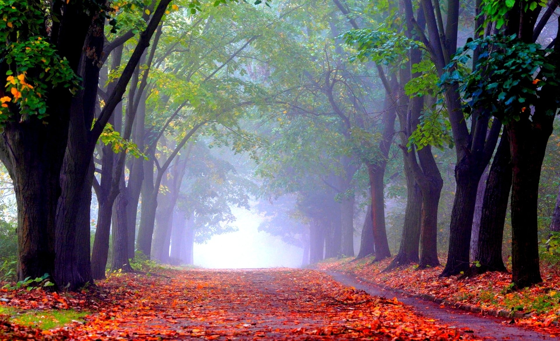 autumn alley park