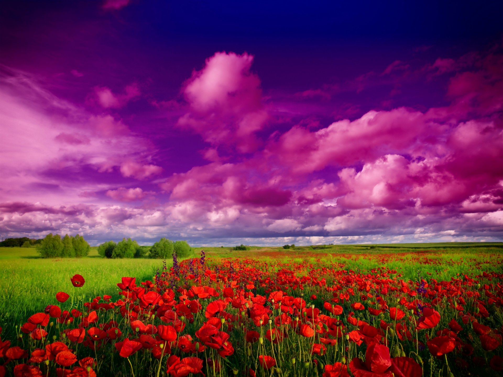 natura cielo nuvole campo alberi fiori papaveri fiori di campo