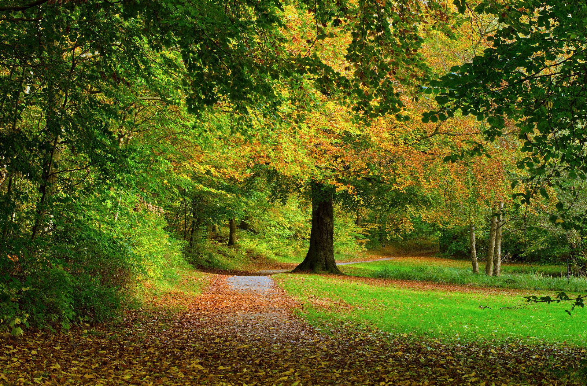 foresta strada alberi foglie autunno natura