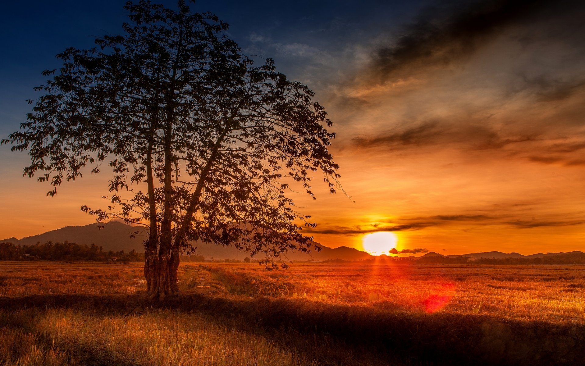 malesia tramonto albero campo