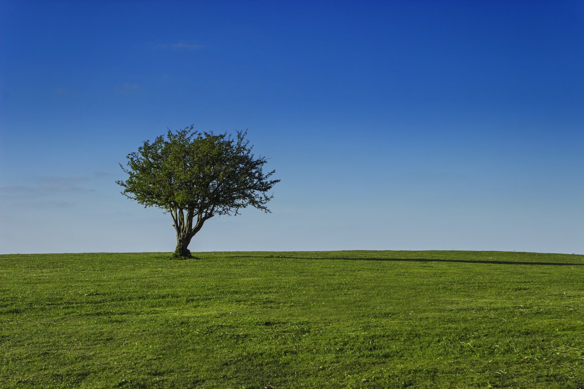 champ ciel arbre herbe couronne ensoleillé