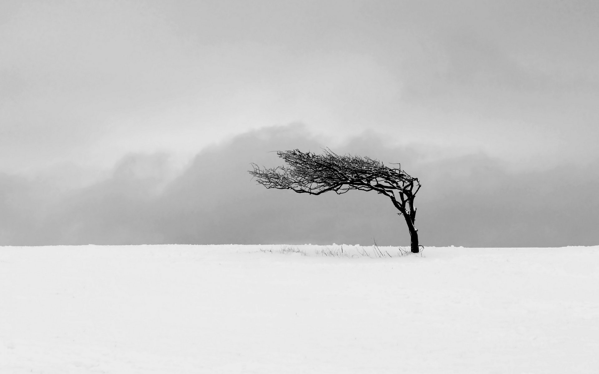 champ arbre hiver paysage