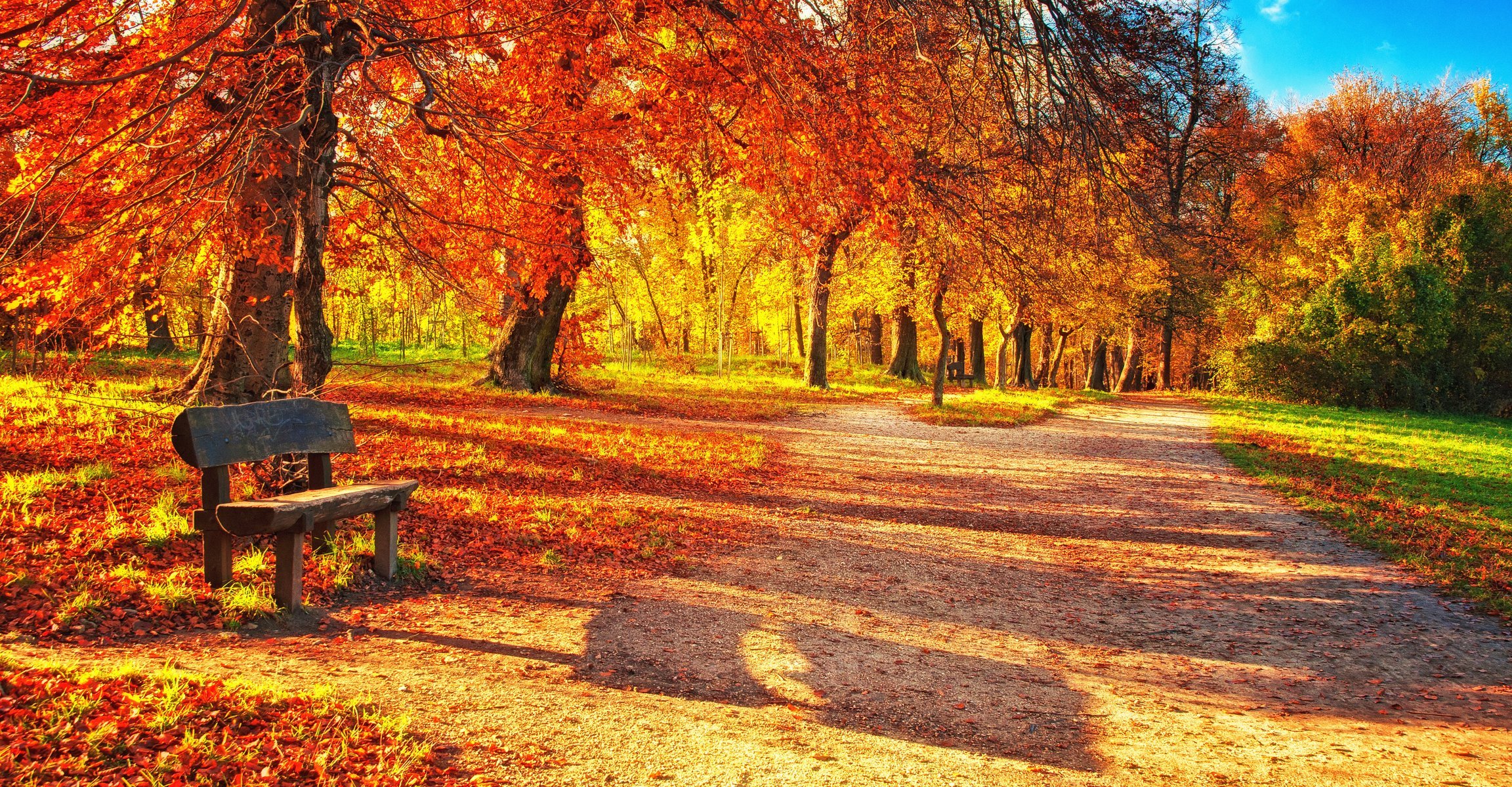 autumn park trees leaves beautiful nature landscape bench tree