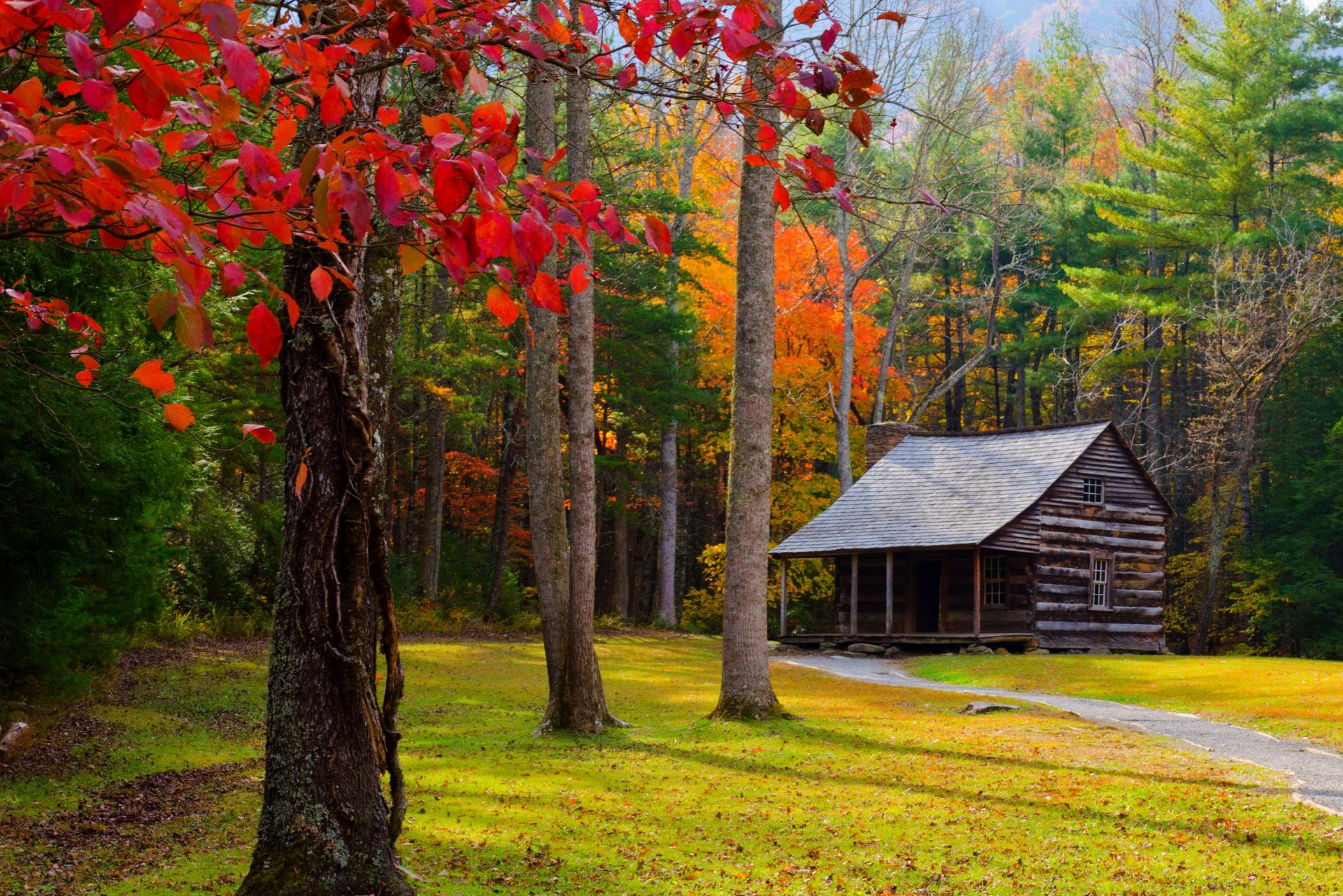 nature forest park trees leaves colorful road autumn fall colors walk grass house